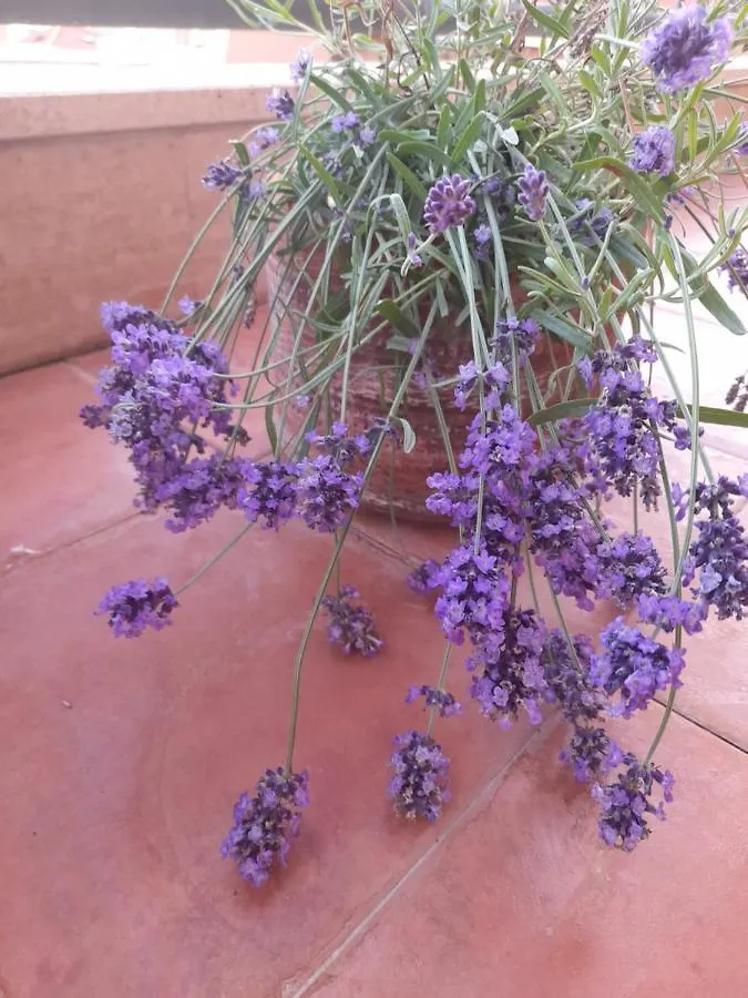 Sea View Penthouse With Beautiful Terrace - Casa Verdi Jayanti Lido di Ostia 0*,